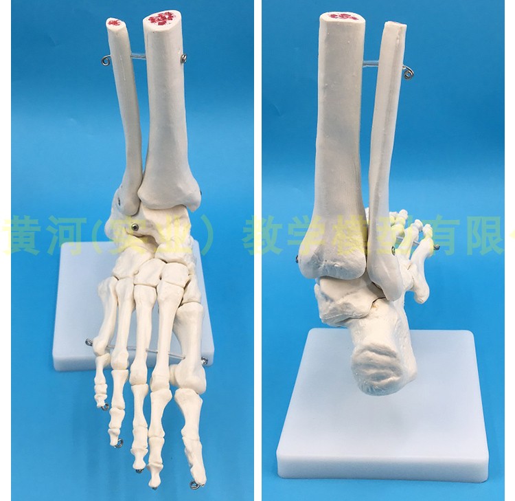 脚关节模型脚骨模型脚部骨骼结构造模型足部踝关节无韧带腓骨趾骨-封面