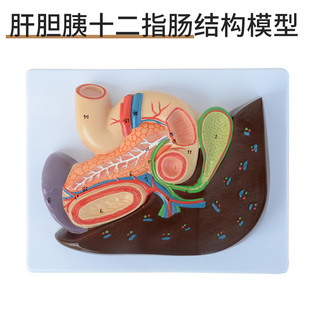 教学仿真胰脾肝胆十二指肠浮雕模型肝胰腺十二指肠胃解剖内脏标本