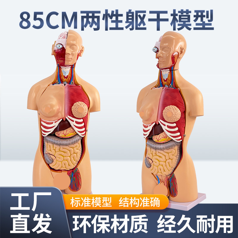 黄和模型85CM两性躯干可拆23件