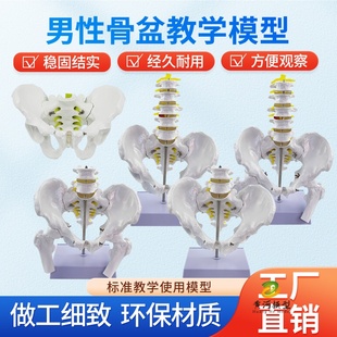 自然大人体五节腰椎带骨盆及股骨模型 腰椎间盘 骨骼骨盆模型教学