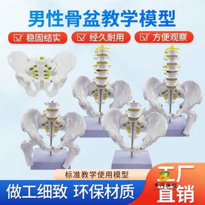 黄河模型五节腰椎骨骼教学