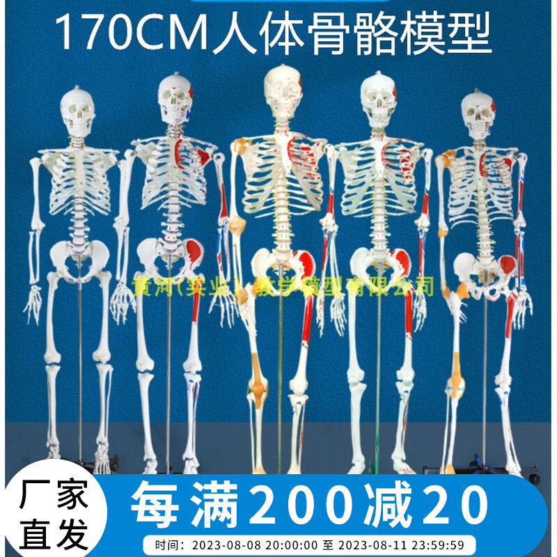 170cm人体大骨骼模型成人全身解剖骷髅骨架18N0cm医学教学脊椎可