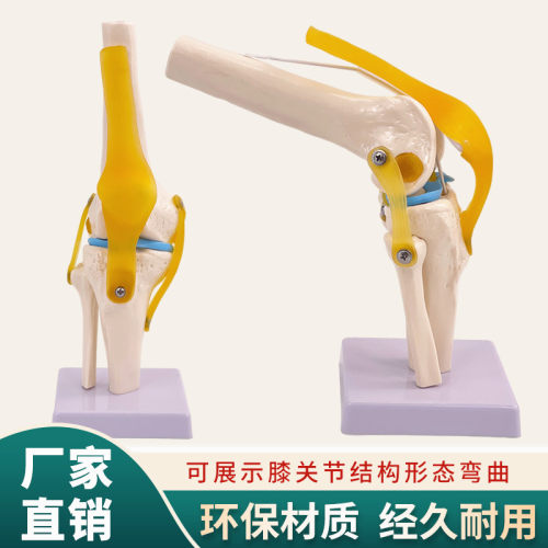 黄和模型可弯曲人体膝关节