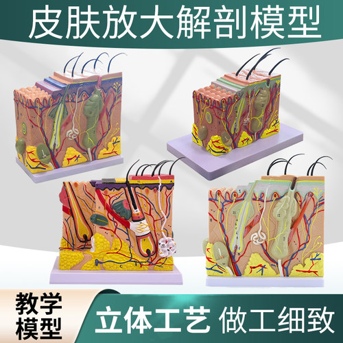 高级人体皮肤模型 皮肤放大 皮肤解剖 皮脂 皮毛、毛囊、脂腺模型 - 封面