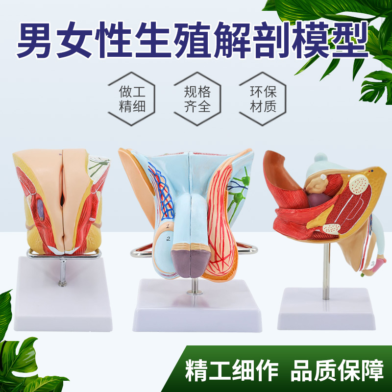 正品女性生殖解剖泌尿系统模b型内外生殖睾丸解剖计生模型