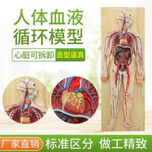 人体血液循环系统模型全身内脏器官解剖教学教具心脏血管演示模型
