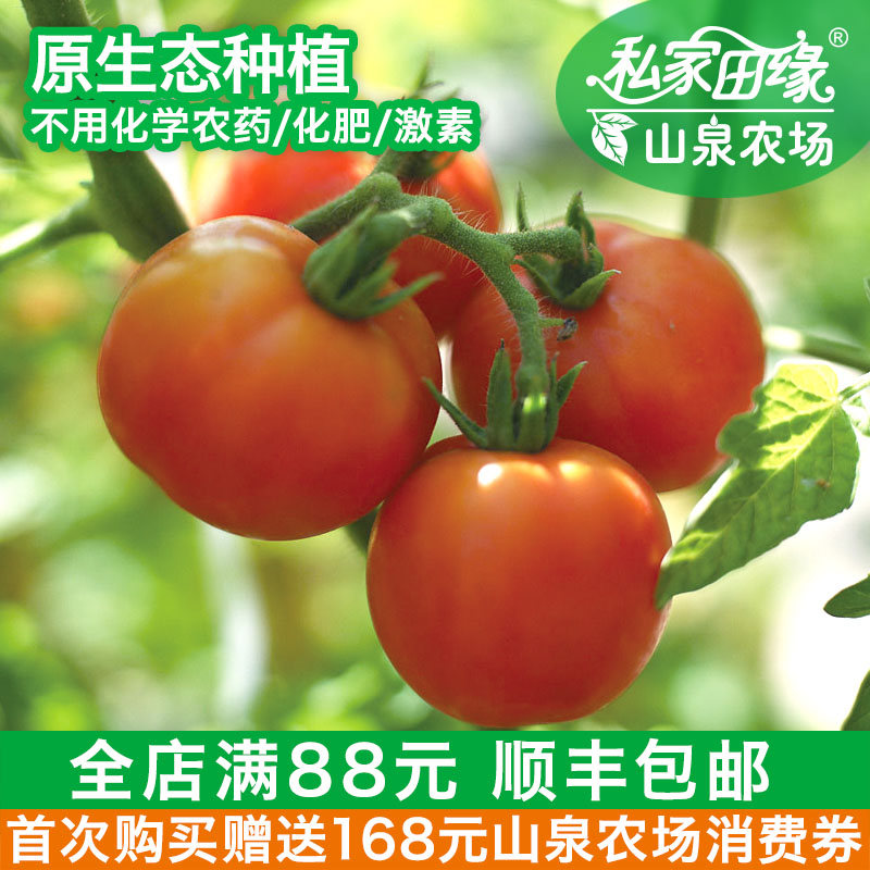 私家田缘 西红柿 番茄 有机蔬菜新鲜 自有山泉农场 包邮 500g