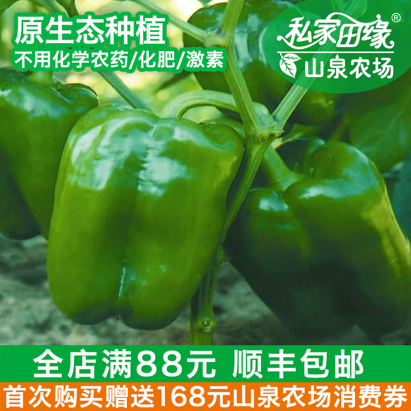 私家田缘 青圆椒 菜椒 新鲜有机蔬菜 自有山泉农场 包邮 500g