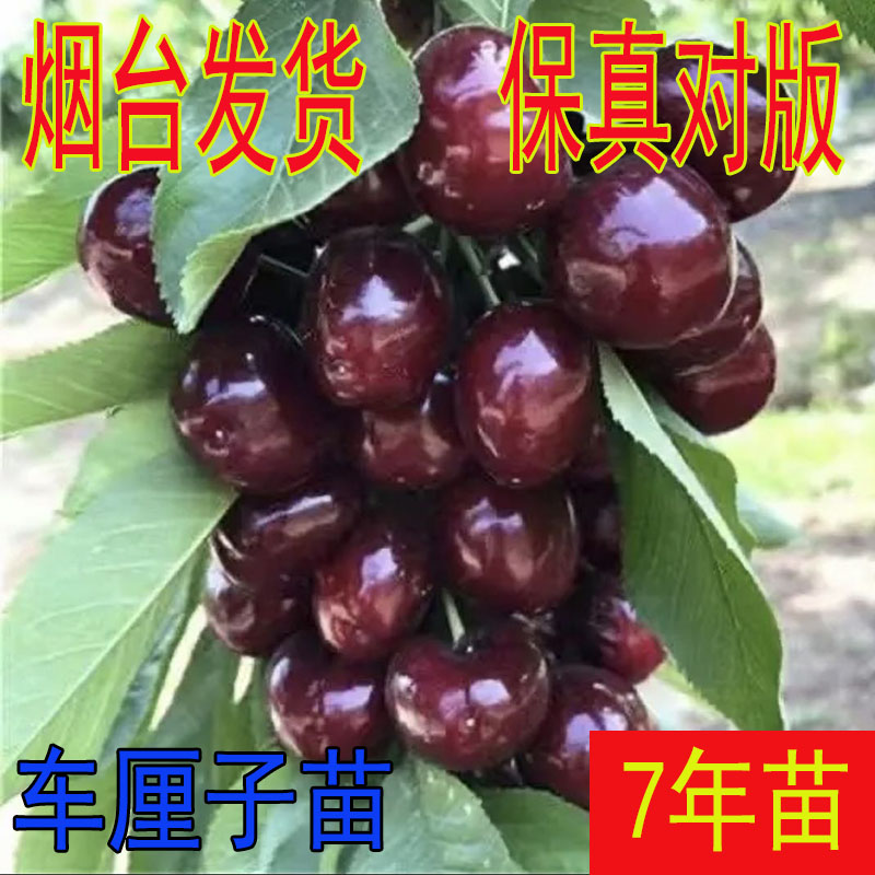 优丰鸿园烟台车厘子车厘子树苗