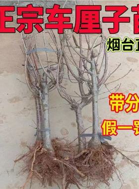 车厘子树苗大樱桃树南方北方种植地栽果树果苗矮化盆栽烟台樱桃苗