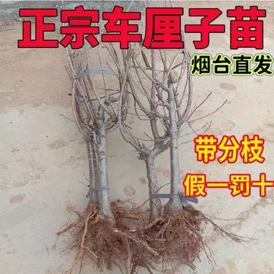 车厘子树苗大樱桃树南方北方种植地栽果树果苗矮化盆栽烟台樱桃苗