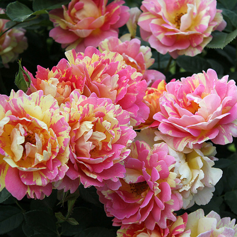 条纹切花月季花苗西多会教士阳台花园玫瑰盆栽持续开花大花浓香型