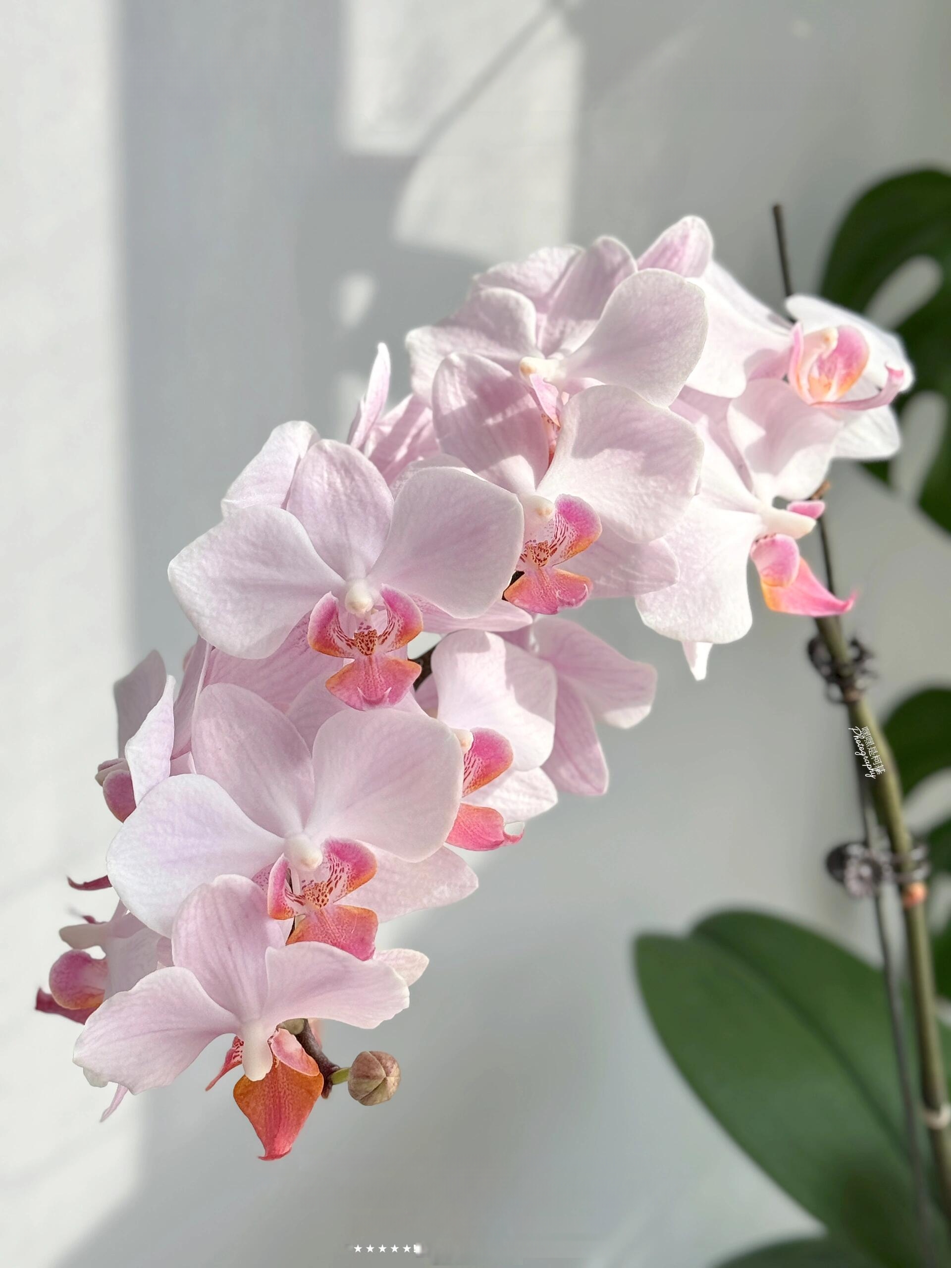 蝴蝶兰|夏日雪纺2.8双花剑四季开花浓香型室内客厅绿植盆栽好养