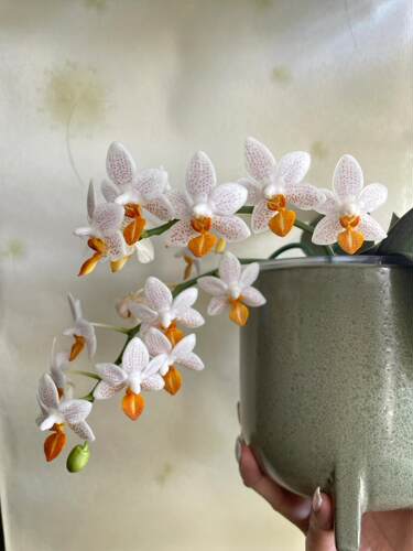 原生蝴蝶兰带花剑【迷你马克】2.8大苗丰花型室内客厅盆栽浓香兰