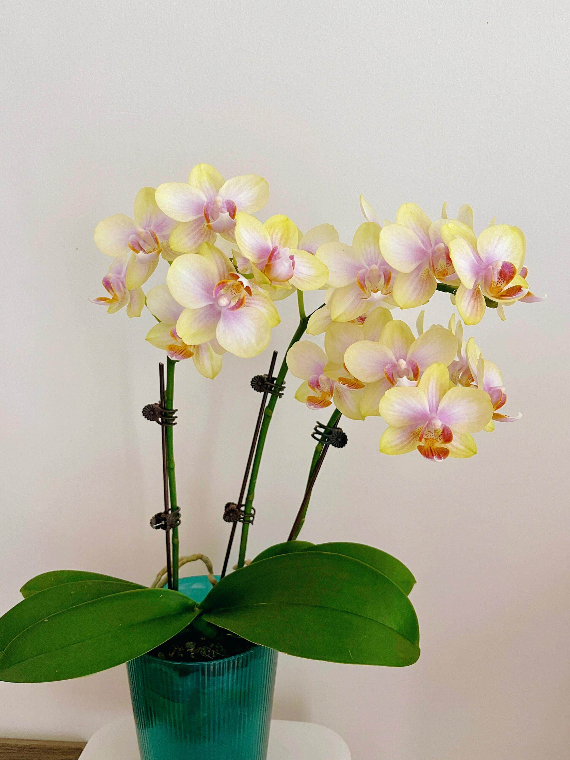 带花剑蝴蝶兰祥云2.8寸花期长室内绿植盆栽浓香型花卉养易活年宵