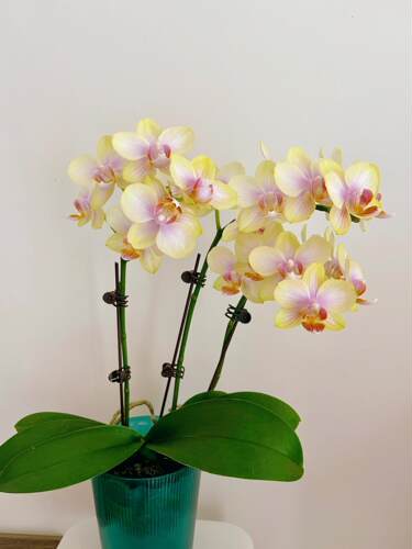 带花剑蝴蝶兰祥云2.8寸花期长室内绿植盆栽浓香型花卉养易活年宵