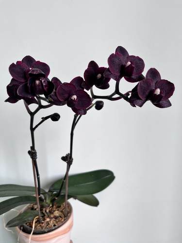 黑鸟蝴蝶兰2.8寸带花剑浓香型室内绿植盆栽花卉好养年宵花