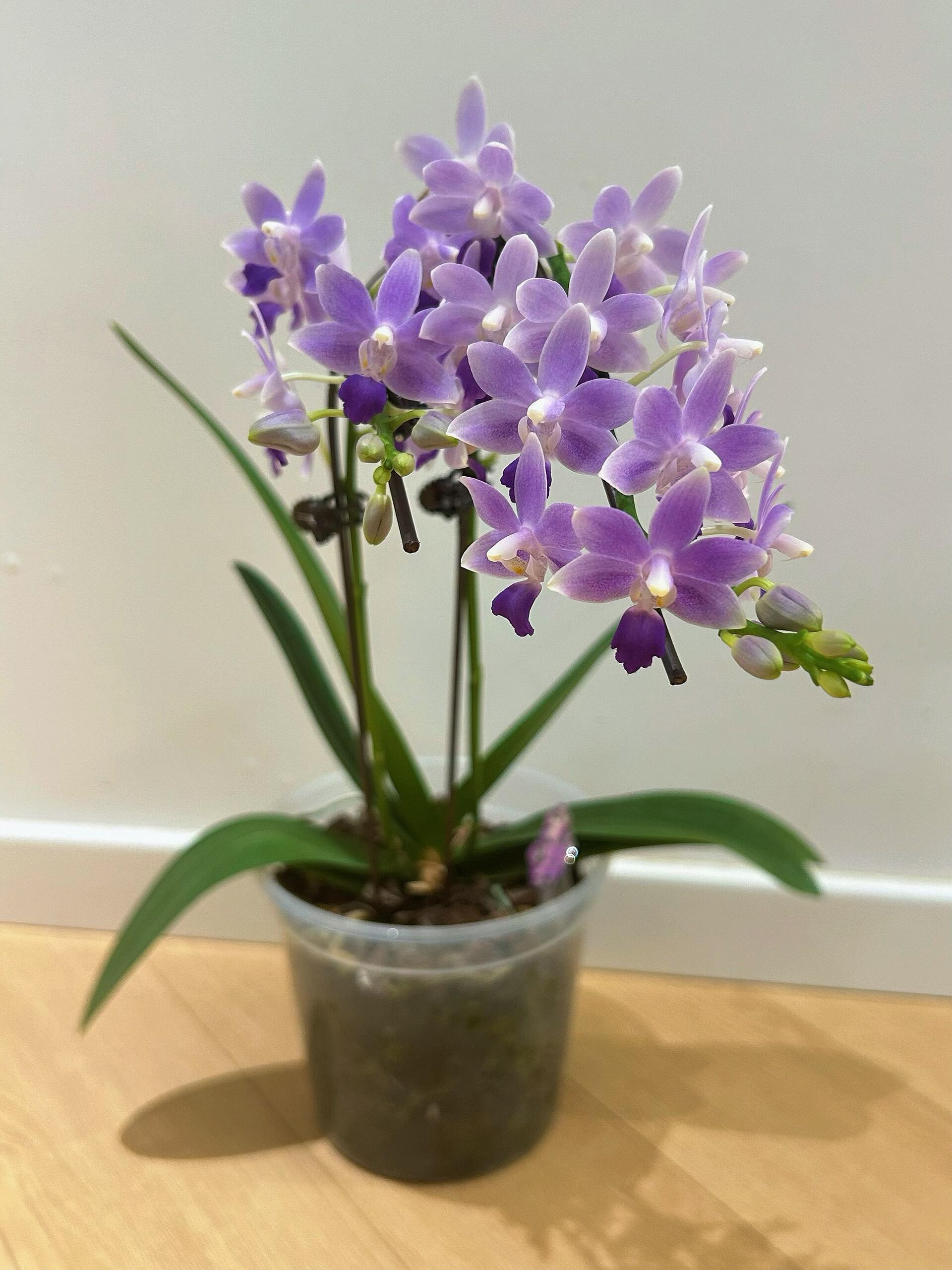 蓝星蝴蝶兰带花剑2.8寸大苗室内绿植盆栽花卉浓香型好养年宵花