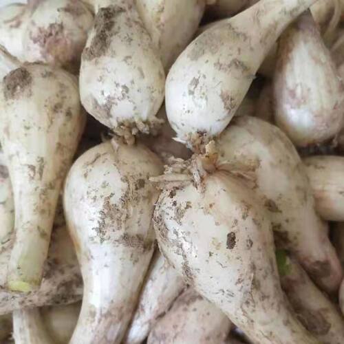荞头新鲜现挖江西带叶荞头叫头茭头芥头茭藠头教头薤白农家自种