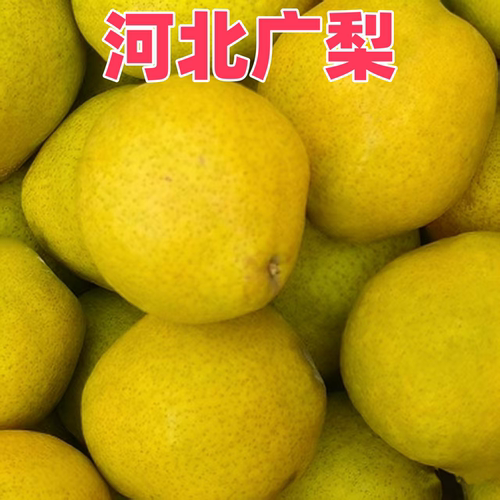 优选广梨5斤净重现货速发又称鸭广梨疙瘩梨猴头梨烂酸梨稀有水果
