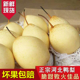 正宗河北鸭梨水果当季整箱梨子新鲜5斤装水晶梨脆甜多汁现摘现发