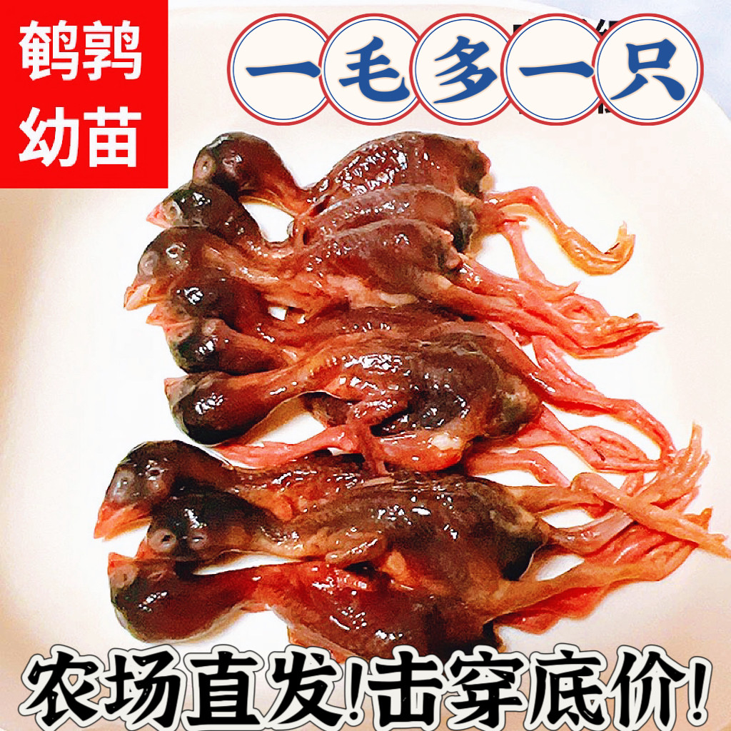 小鹌鹑苗乳鹌鹑猫狗喂龟鱼宠物零食现杀脱毛速冻新鲜生骨肉非冻干