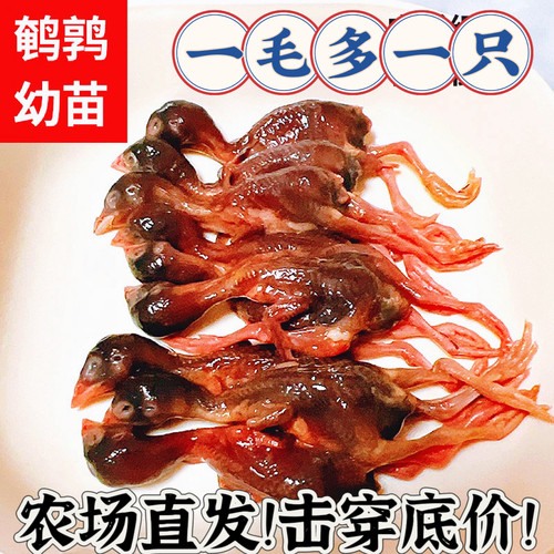 小鹌鹑苗乳鹌鹑猫狗喂龟鱼宠物零食现杀脱毛速冻新鲜生骨肉非冻干