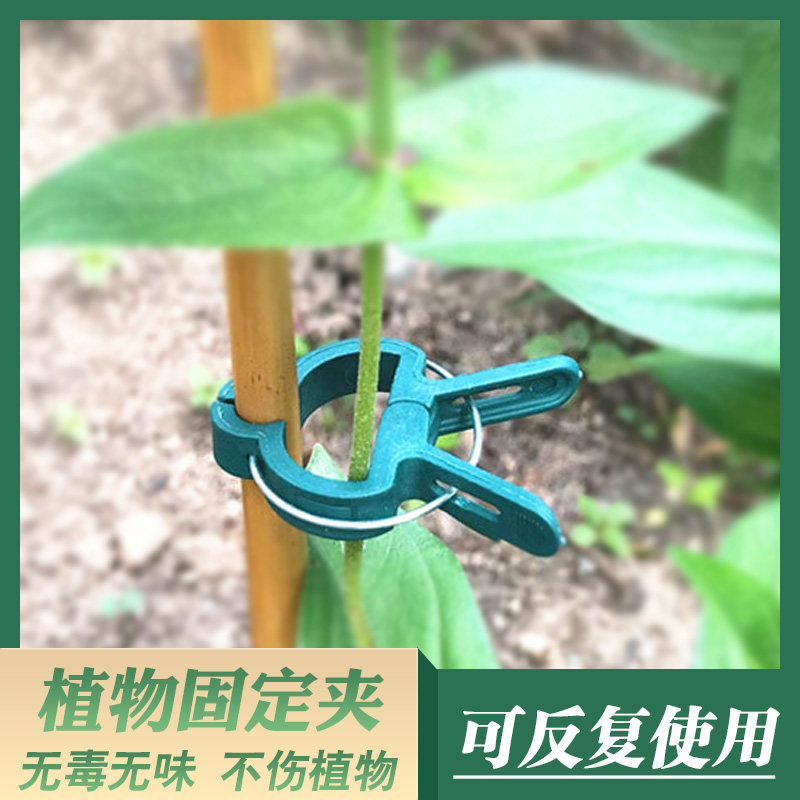 植物固定夹子花卉蝴蝶兰蔓藤水果蔬菜爬墙牵引工具助生长扎线支架,鲜花速递/花卉仿真/绿植园艺,其它园艺用品,淘宝优惠券,粉丝福利购,淘宝优惠卷