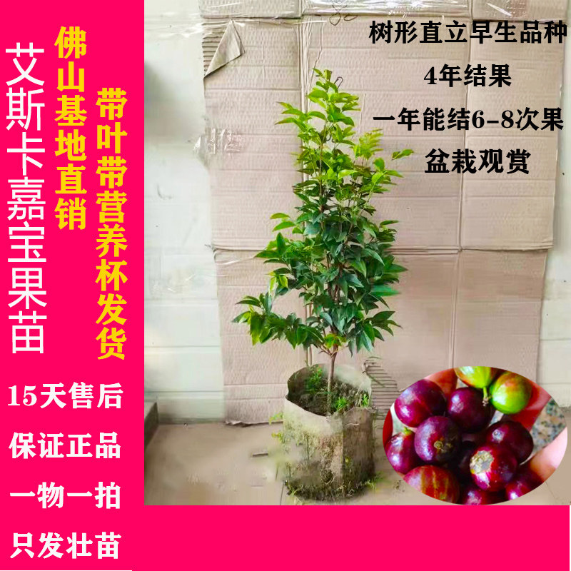 艾斯卡嘉宝果猩红爱斯卡红钻早生珍宝果树葡萄树带土带叶嘉宝果苗|msdalam kategori penghantaran bunga/bunga simulasi/tumbuhan berkebun, 花园植物/行道树/果树, 果树 - dari Buy2taobao.com untuk memberikan perkhidmatan ejen Taobao profesional membeli