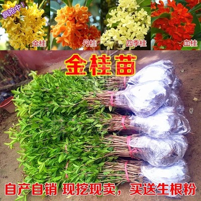 基地征收桂花树苗金桂丹桂血桂四季桂当年开花盆栽耐寒室内外种植