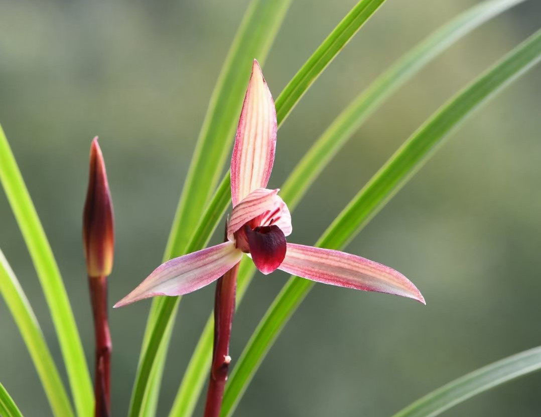 春兰【滇红素】花期初春 精品兰草优选壮苗案头绿植茶空间茶室
