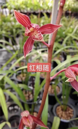 墨兰【色花 红花】合辑 浓香型精品兰花苗包正品绿植花卉盆栽好养