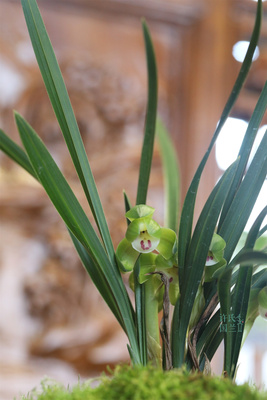 春兰【翠盖荷】花期初春 精品兰草优选壮苗案头绿植茶空间