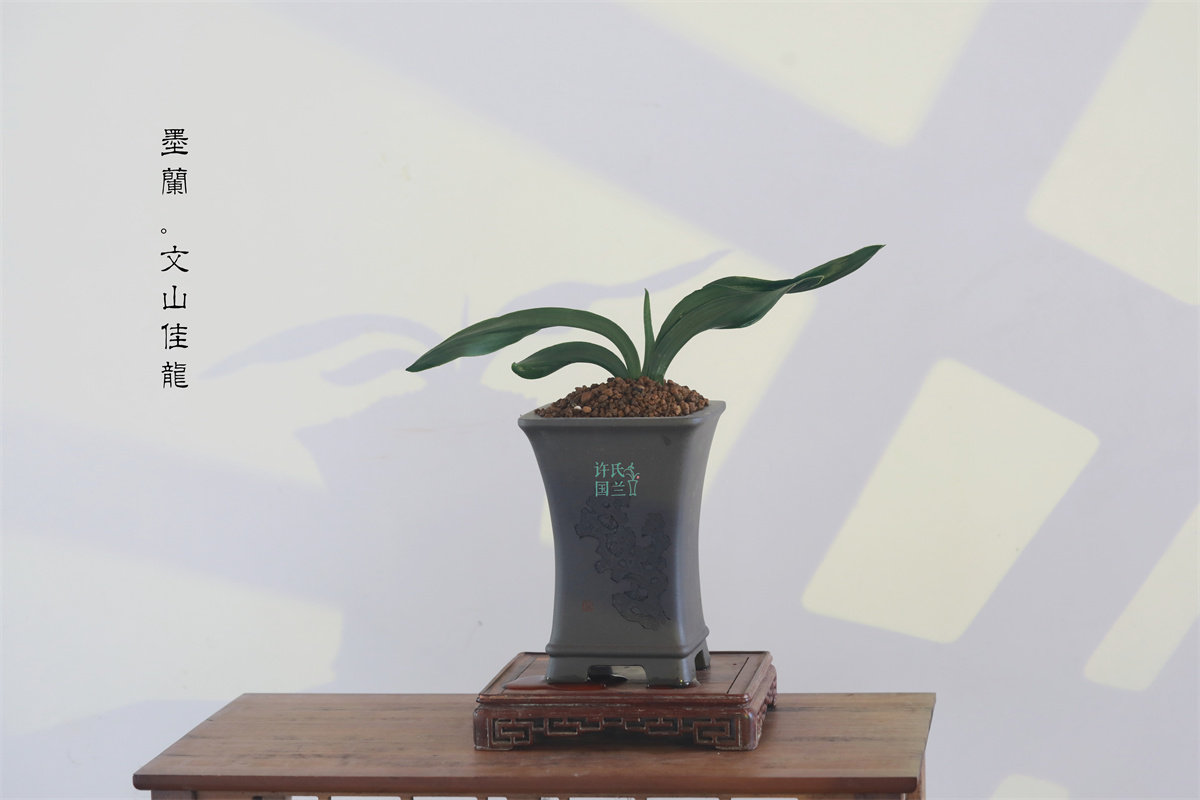 墨兰【文山佳龙】花期冬末春初 霸气报岁兰喜迎春节优选壮苗