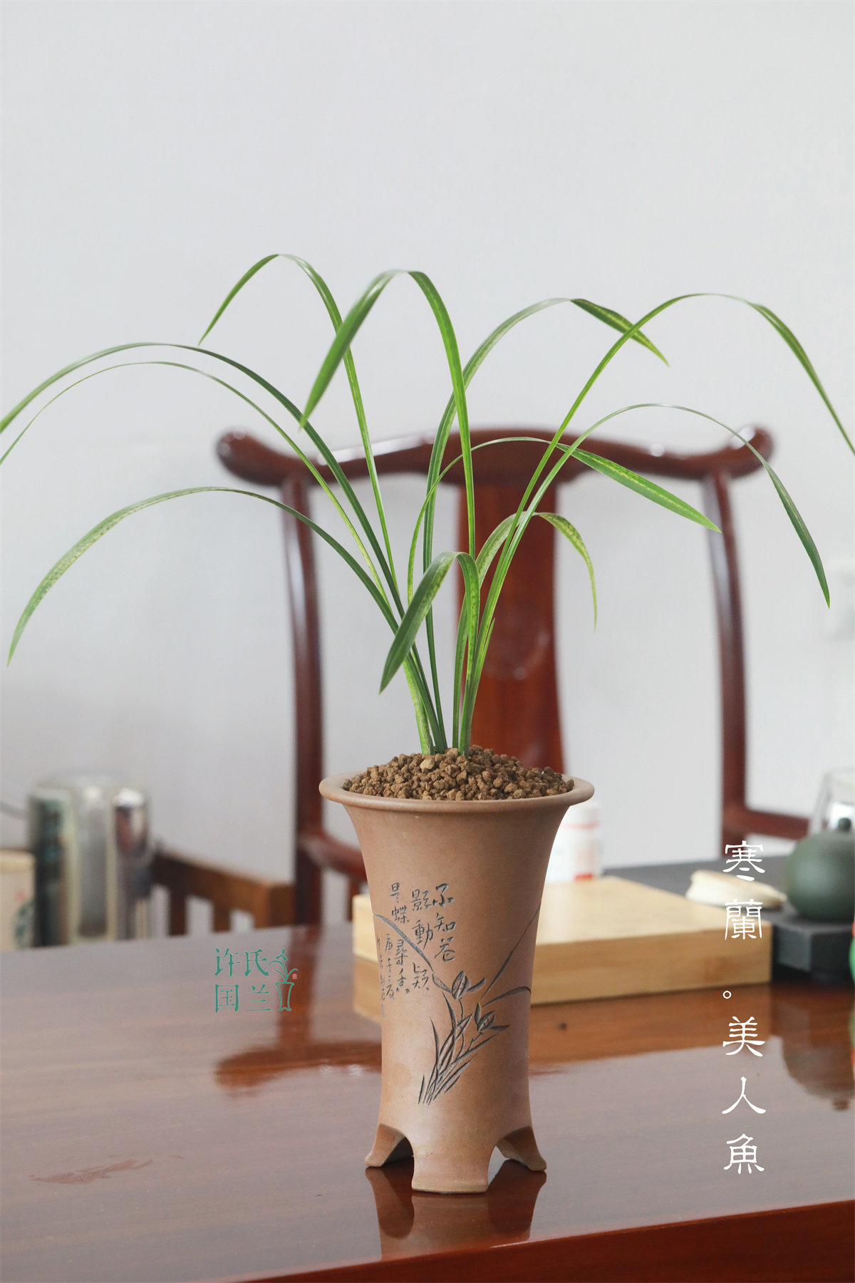 寒兰蛇皮斑【美人鱼】 精品兰草优选壮苗  案头绿植茶空间茶室