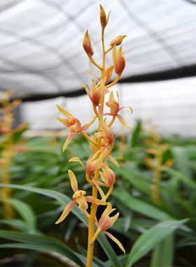 墨兰【色花橙色花】合辑 浓香型精品兰花苗包正品绿植花卉盆栽好