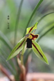 春兰【包公魂】精品色花红素传统老种经典名品 室内散射光养护