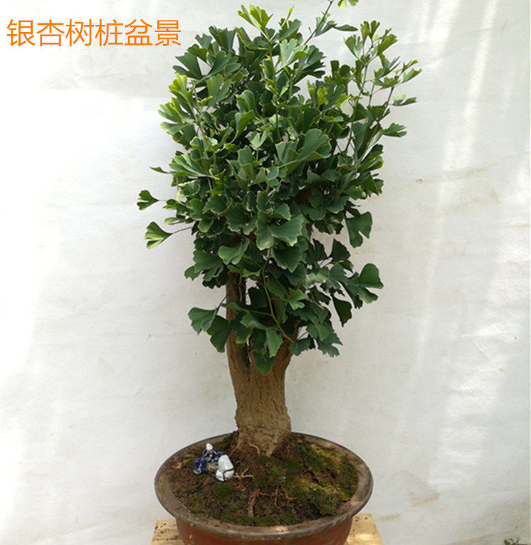 银杏盆景白果树桩盆栽室内庭院绿植中大型造型盆景