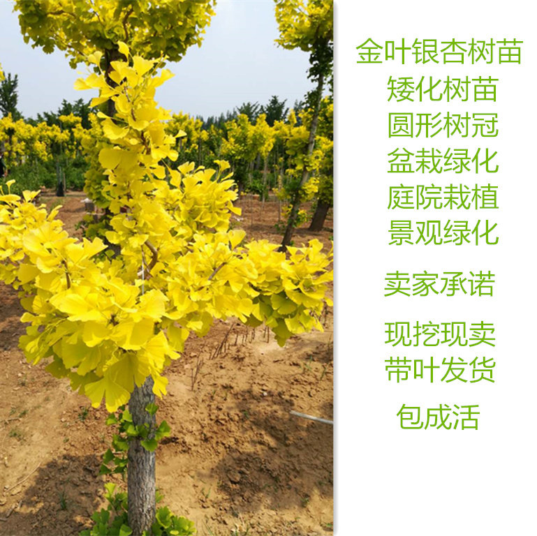 金叶银杏树苗 金叶白果树苗 盆栽盆景苗3至5公分一棵一图发货包邮