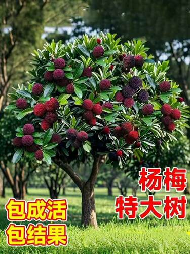 仙居东魁杨梅树树苗带土正宗嫁接水晶东槐扬梅苗盆栽特大果树果苗