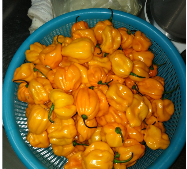 玉姐新鲜黄灯笼椒变态辣当季新鲜椒产地自销现发魔鬼辣自家皇帝椒