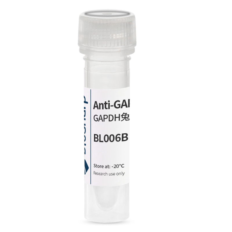 白鲨 biosharp BL006B anti-GAPDH Rabbit polyclone 0.1ml 一抗