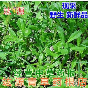竑源青草药根 新鲜 铁扁担 水黄芹 步步丁 番梨仔草 过江藤 现采