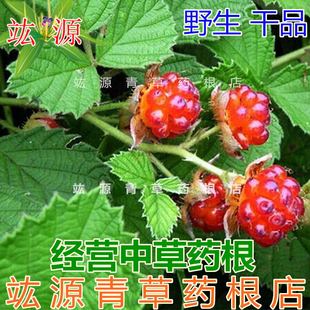 野生虎姆莿茅莓根小菠莿根蛇泡簕老虎泡三月泡小蓟蛇菠山莓三月菠