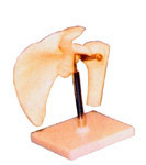 肩关节模型GD/A11201/1