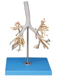 支气管树模型GD/A13007