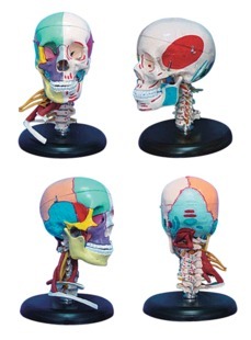 168cm成人头骨左半边肌肉着色右半边骨性色分带颈部肌肉模型