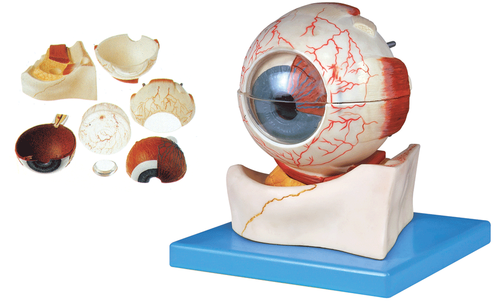 眼球构造放大模型a17103解剖模型