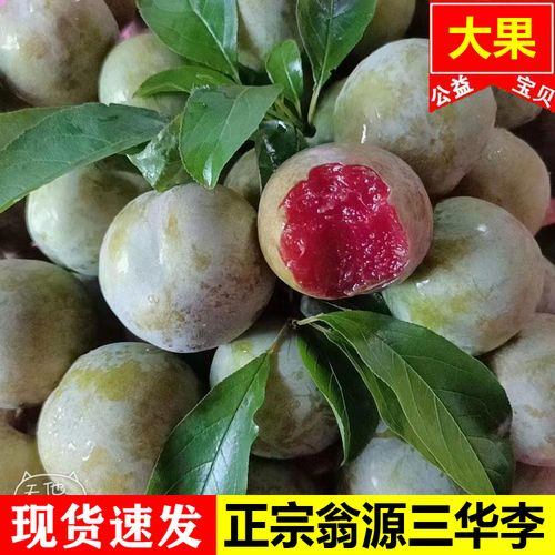 岭南夏令王特产水果正宗广东翁源三华李红心李子新鲜水果
