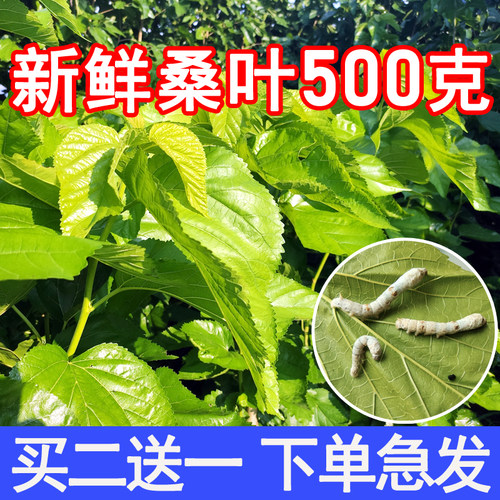 现摘新鲜蚕宝宝桑叶喂蚕